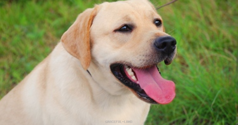 マナスル(英国輸入ラブラドール) マナスル(英国輸入ラブラドール)